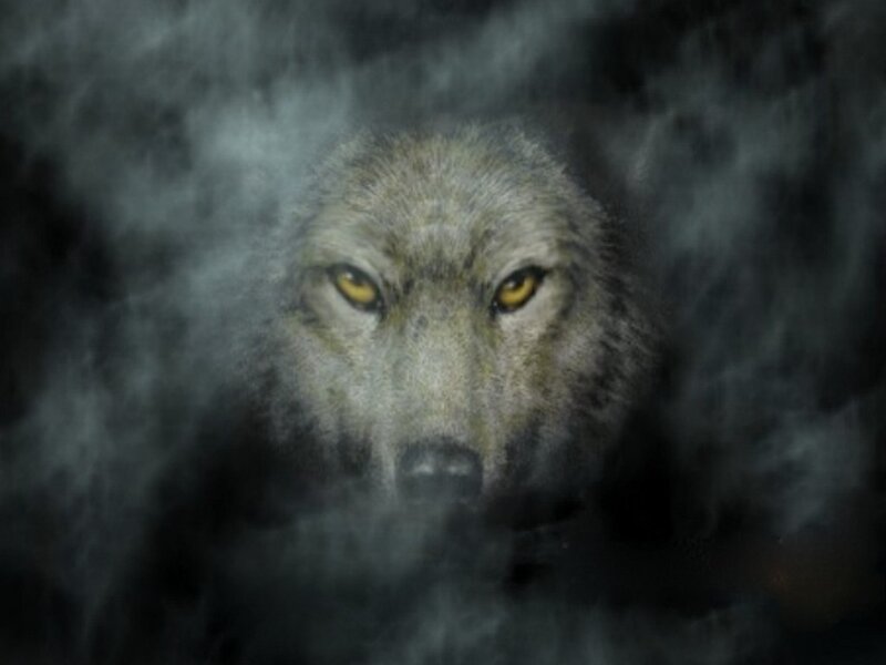 Wolf in Fog
