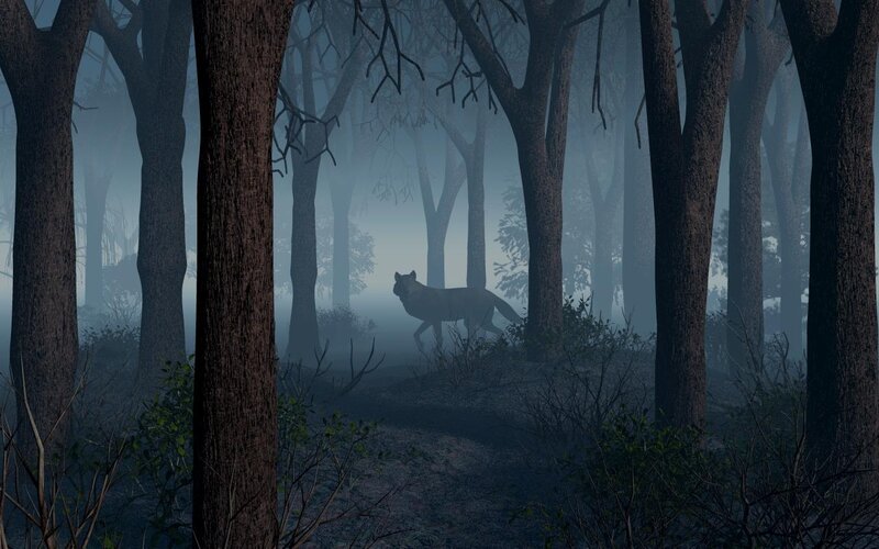Wolf in Foggy Forest
