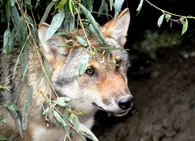 Wolf in Foliage