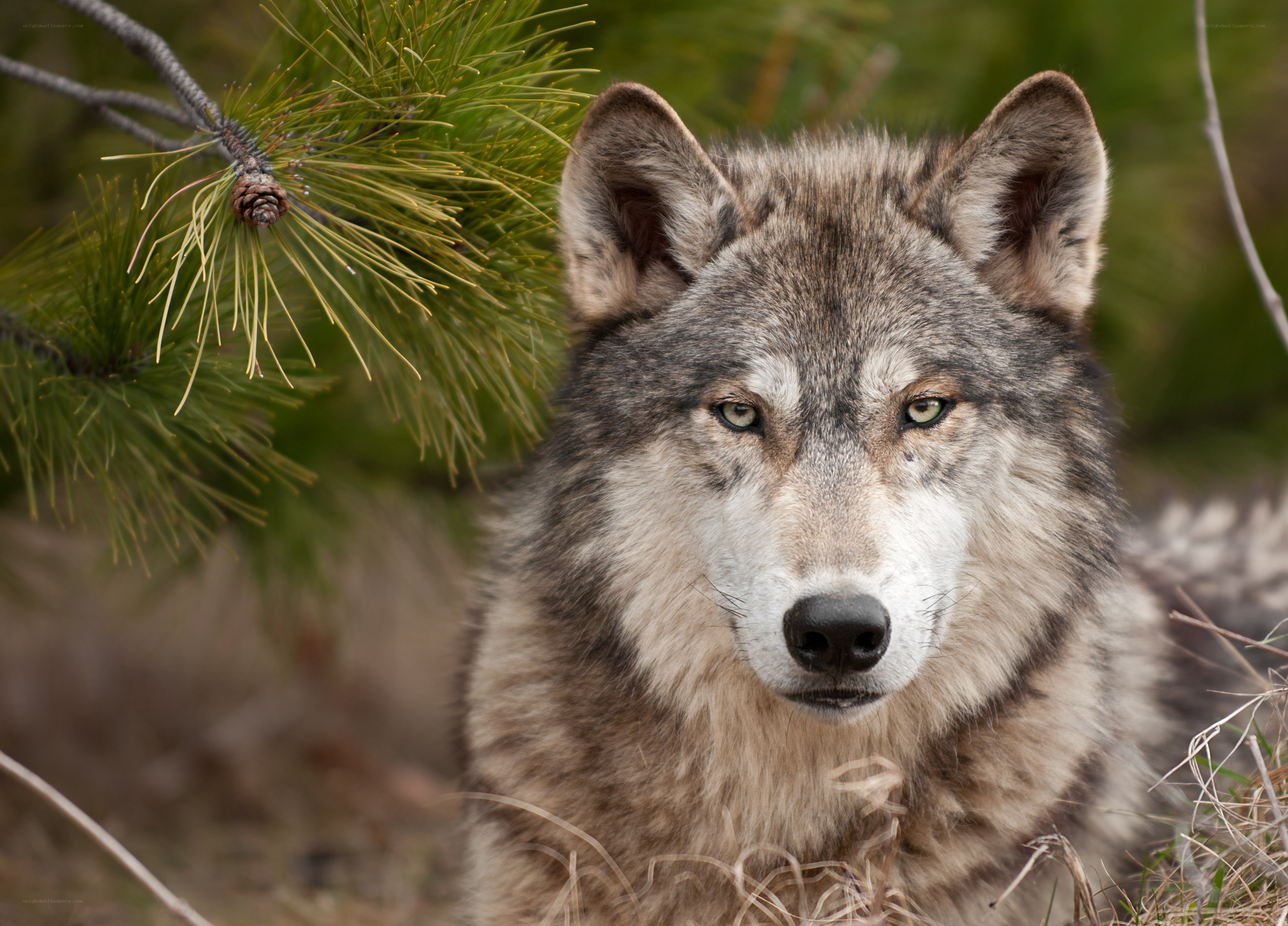 wolf in forest