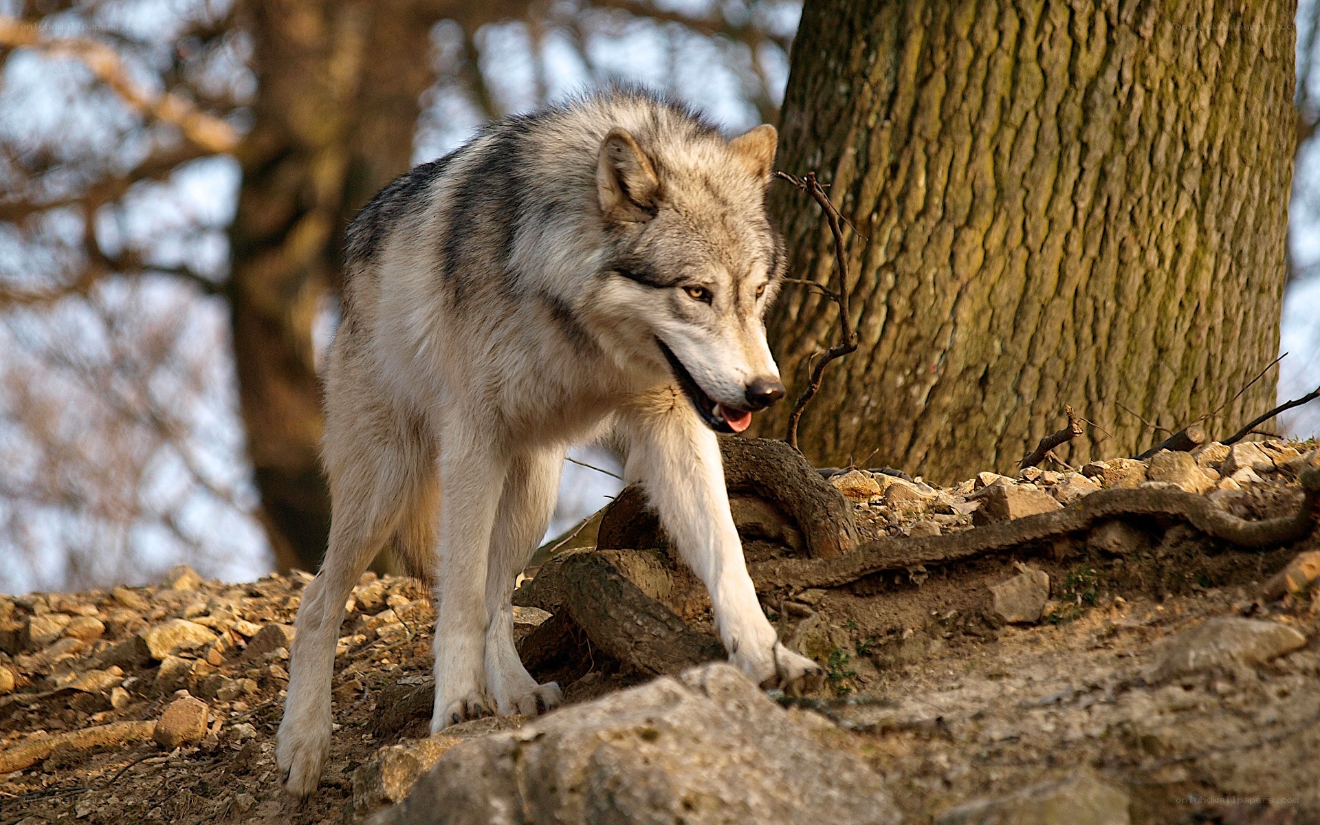 wolf in forest