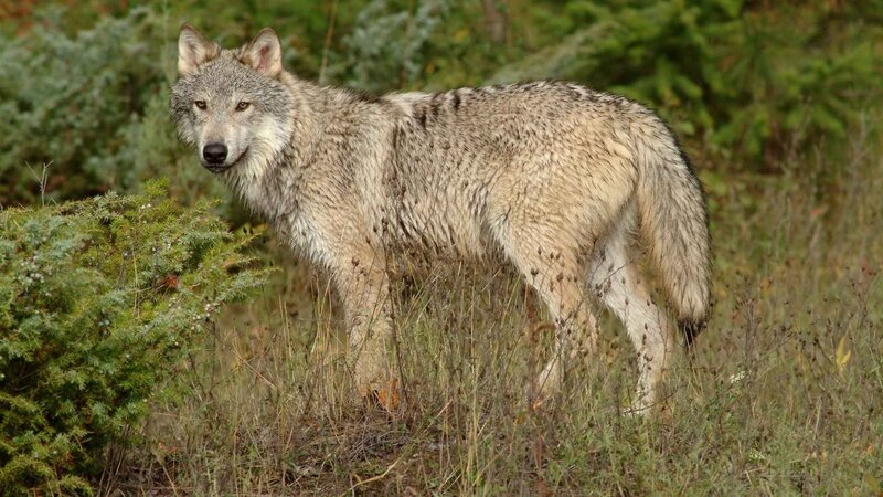 wolf in forest