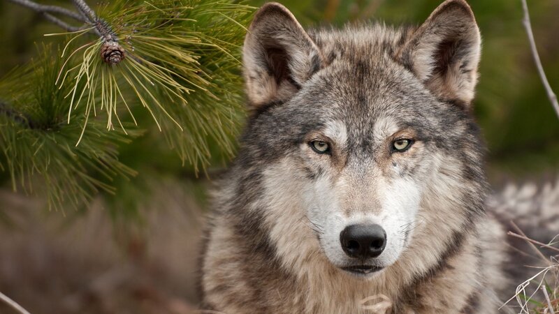 wolf in forest