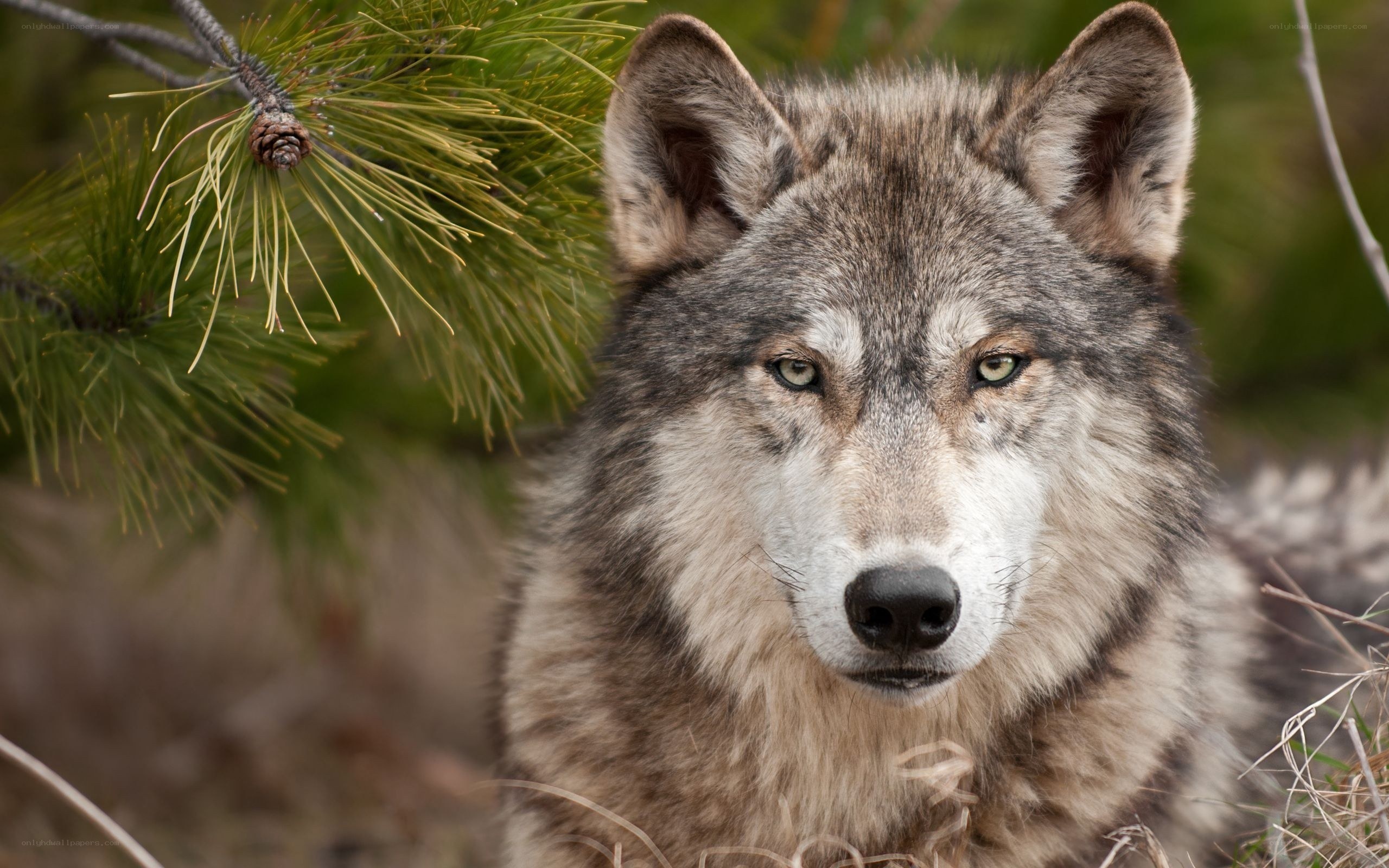 wolf in forest