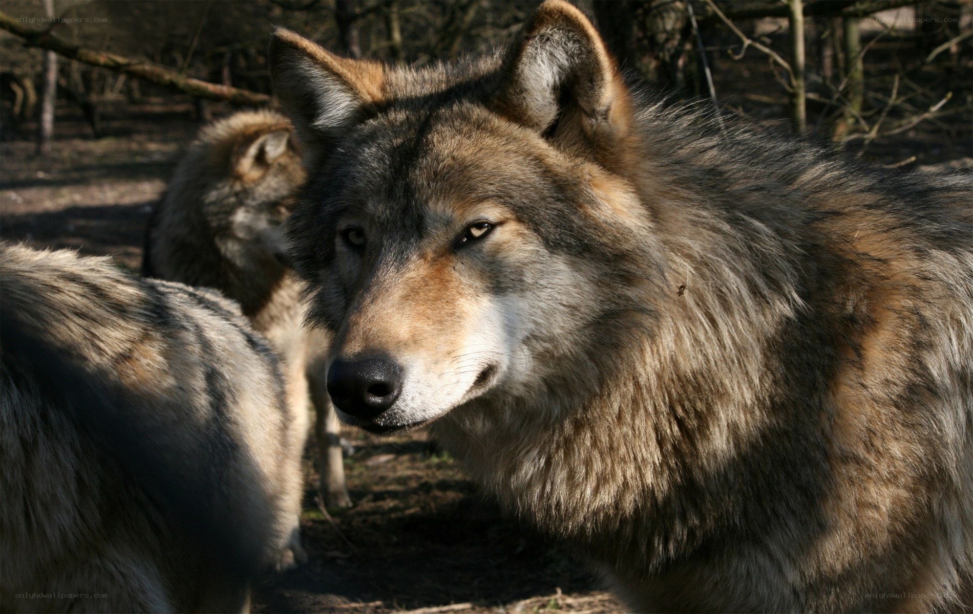 wolf in forest