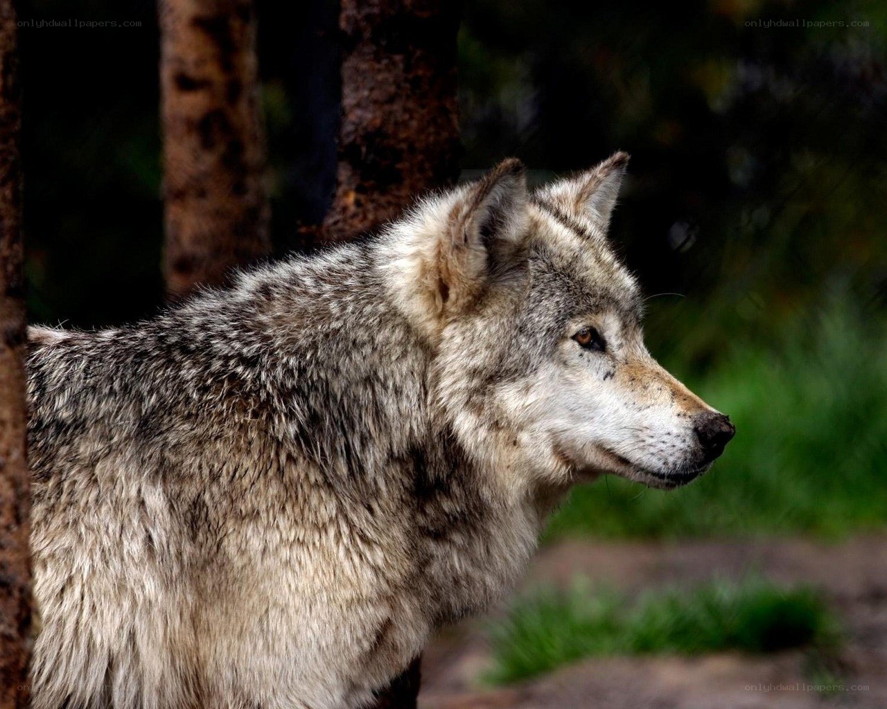 wolf in forest