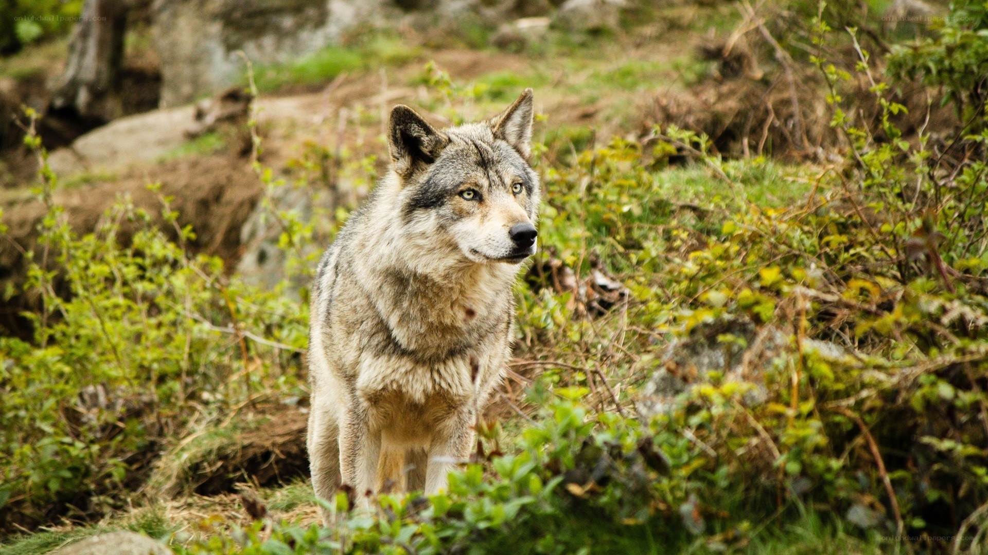 wolf in forest
