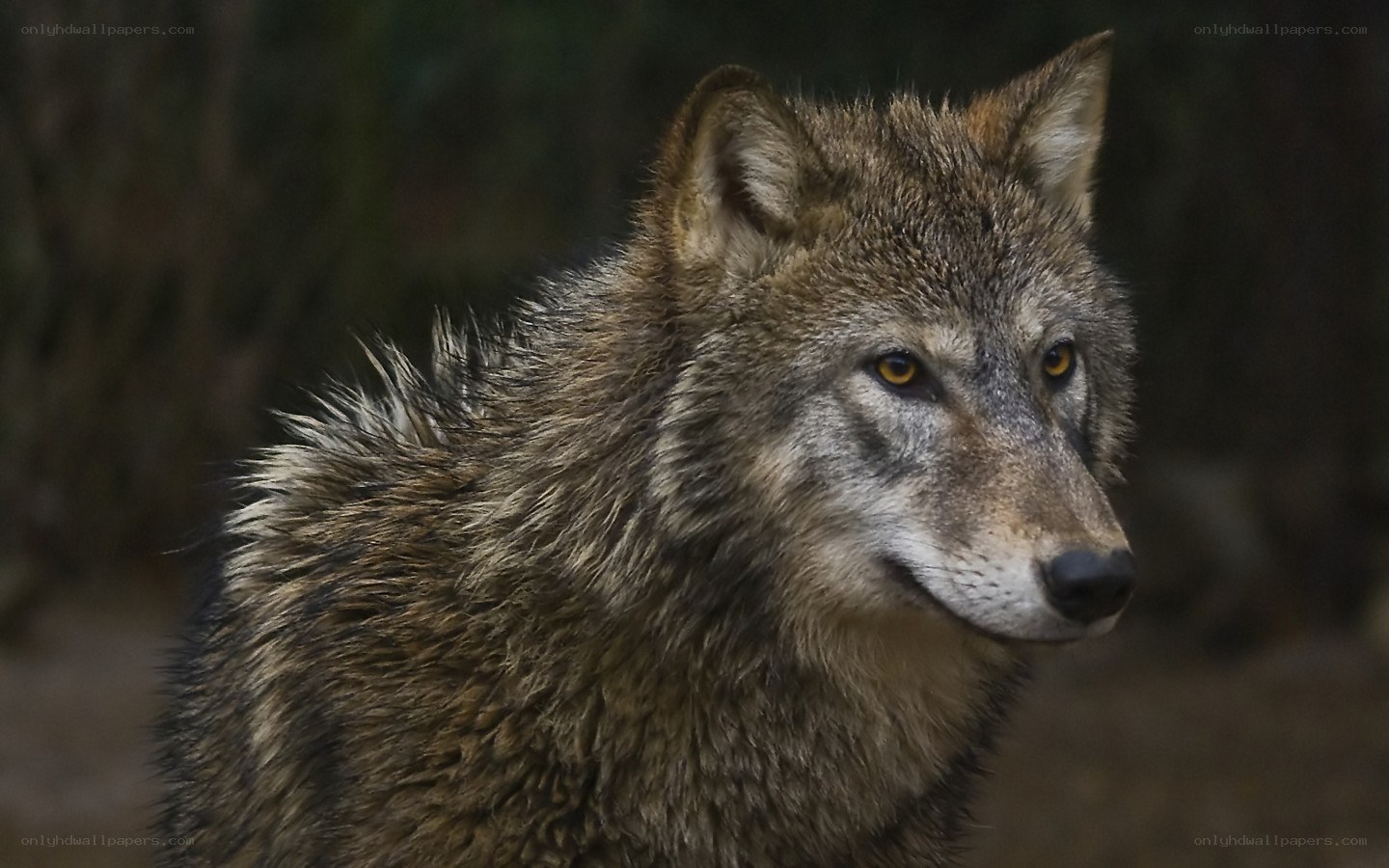 wolf in forest