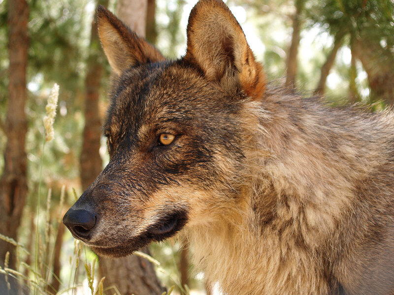 wolf in forest