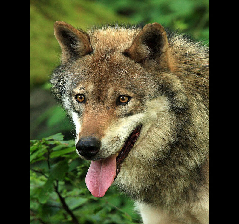 wolf in forest