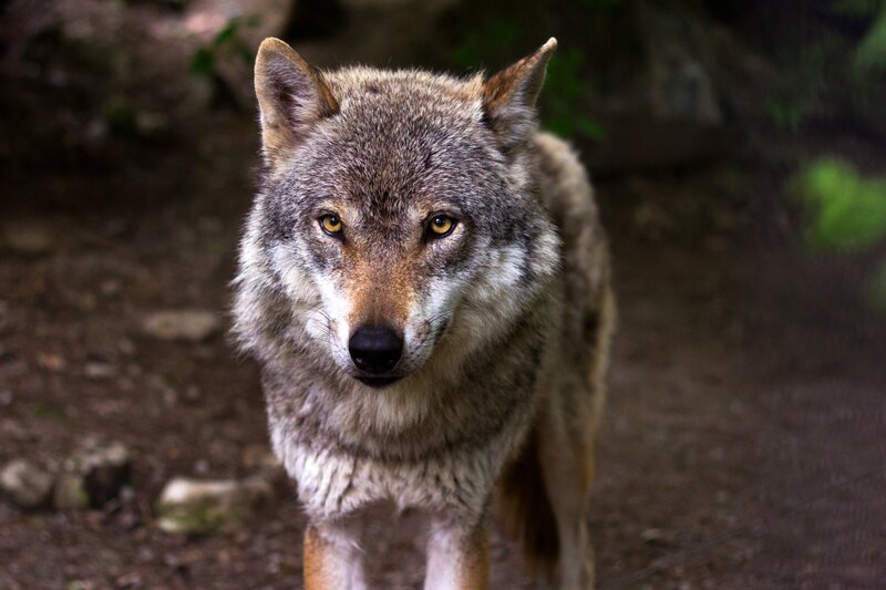 wolf in forest