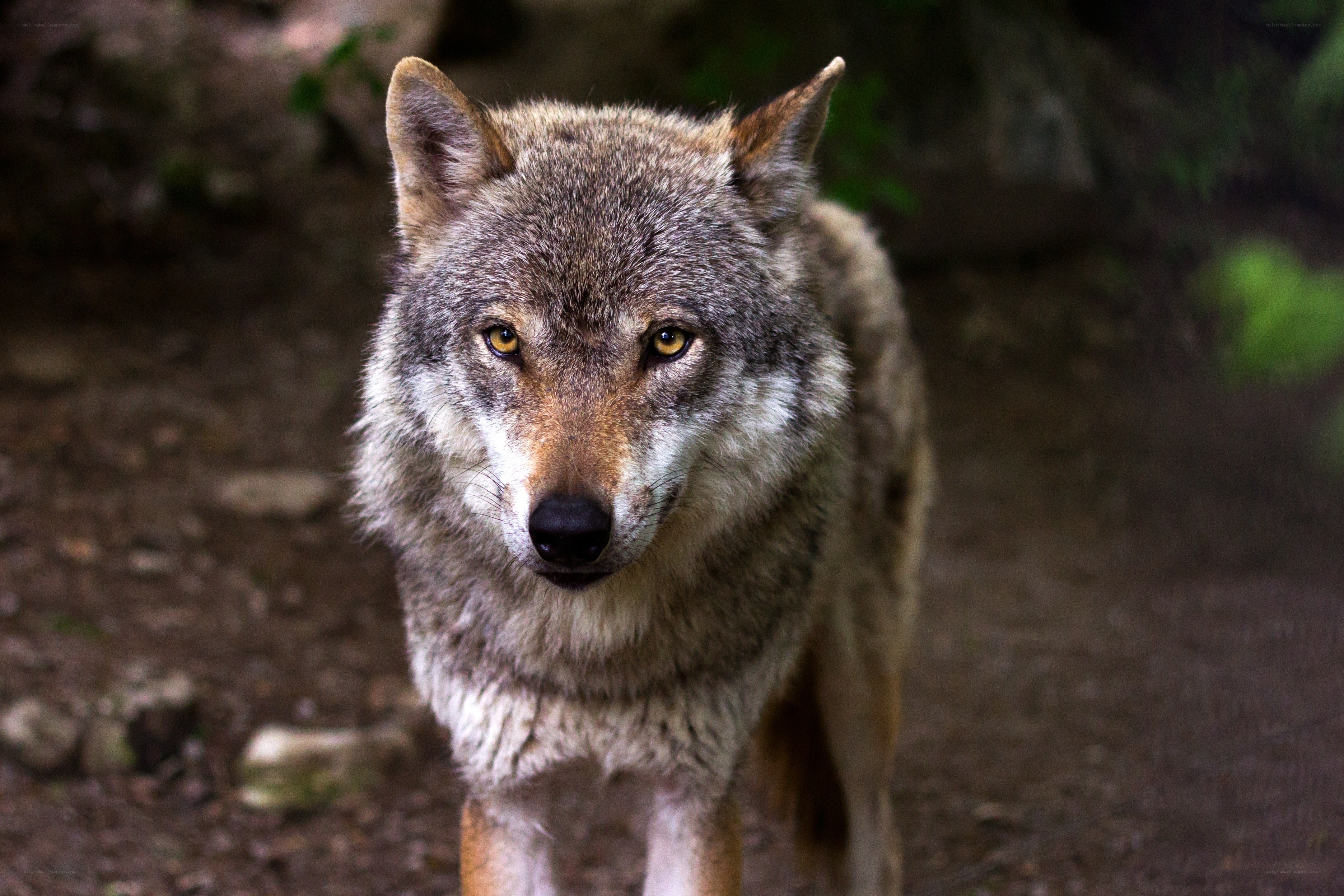 wolf in forest