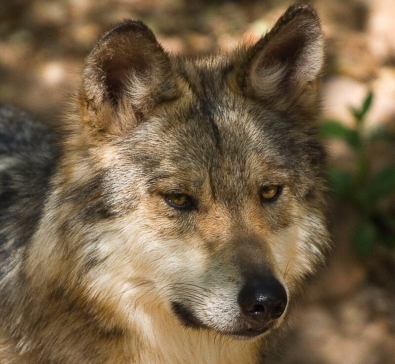 Wolf in Forest — Afternoon
