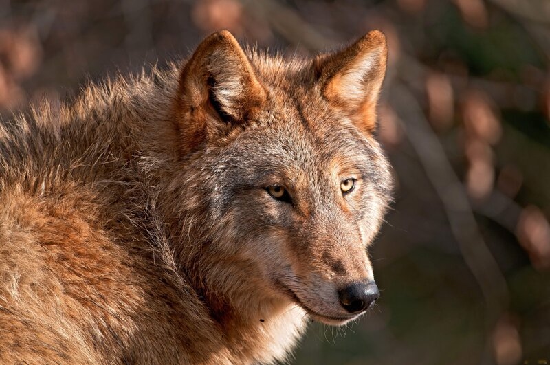 Wolf in Forest — Alert