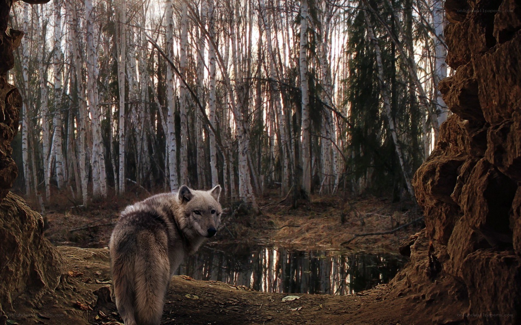 Wolf in forest at dusk