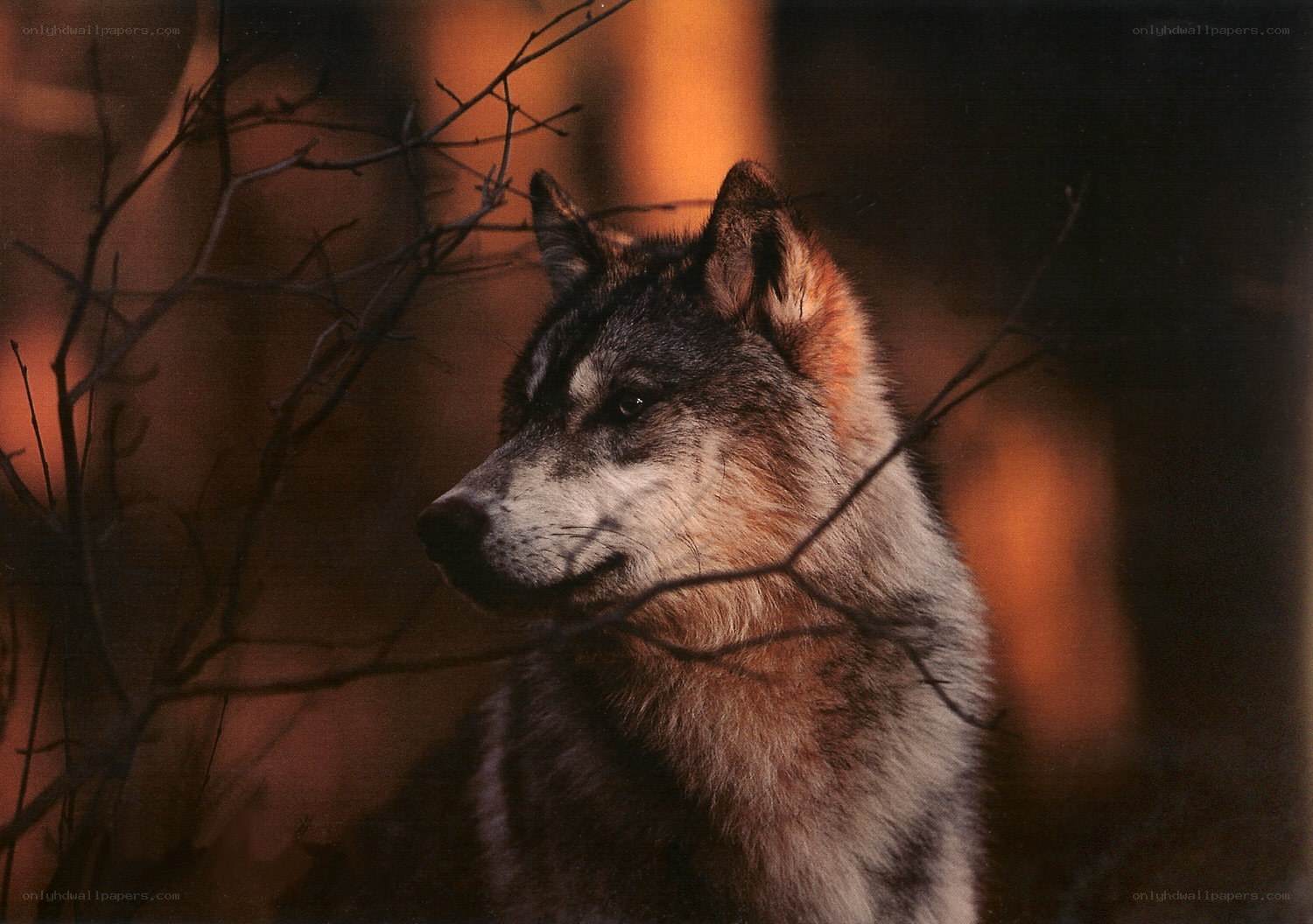 wolf in forest at dusk