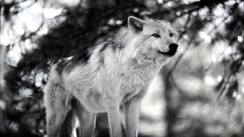 Wolf in Forest — Black, Alert