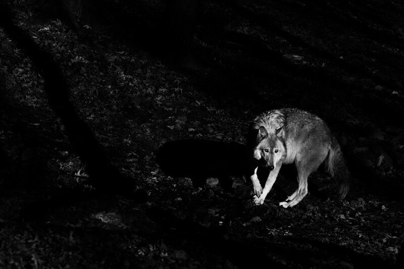 Wolf in Forest — Black, Dramatic