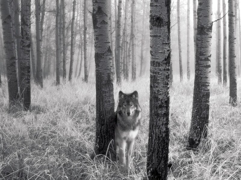 Wolf in Forest — Black, Misty