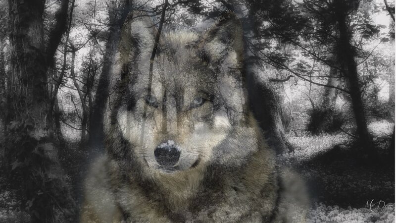Wolf in Forest — Black, Mysterious, Digital Art
