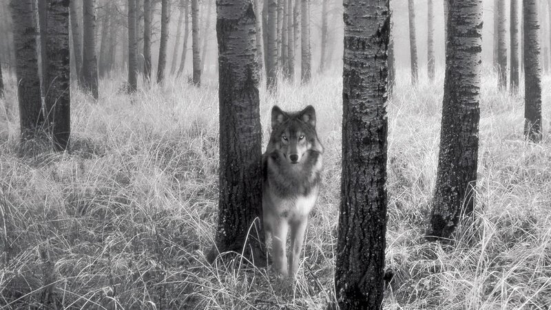 Wolf in Forest — Black, Mysterious, Photograph