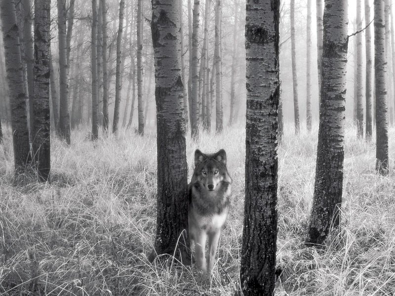 Wolf in Forest — Black, Mysterious, Photograph, Trees, Grass, White, Gray