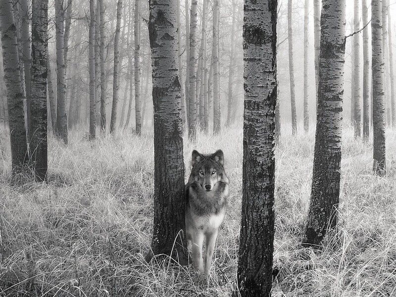 Wolf in Forest — Black, Serene, Photograph