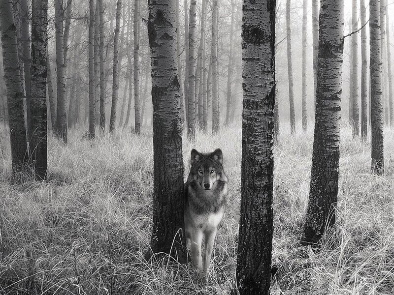 Wolf in Forest — Black, Serene