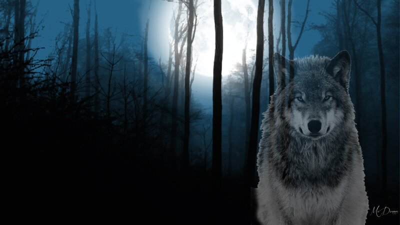 Wolf in Forest — Blue, Dark