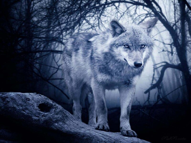 Wolf in Forest — Blue, Dramatic, Night, Digital Art, Tree