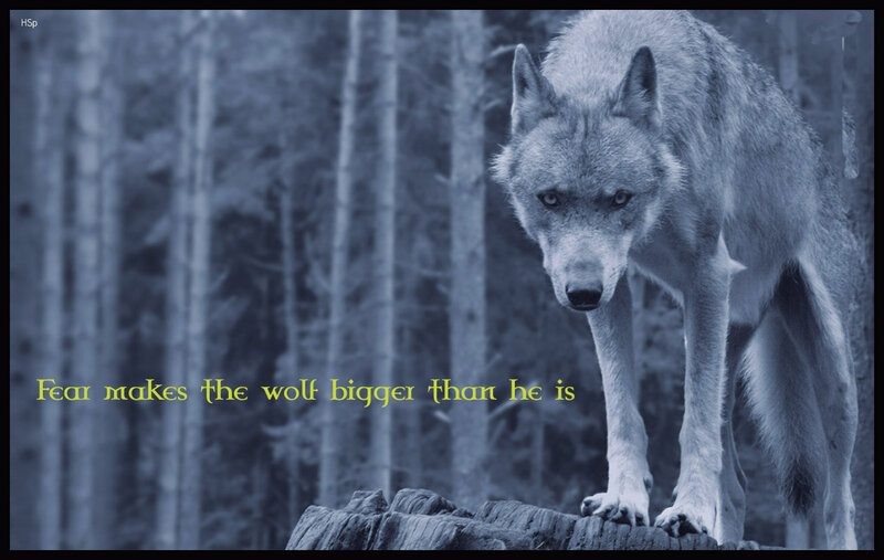 Wolf in Forest — Blue, Dramatic, Night, Photograph
