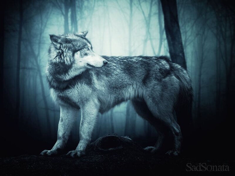 Wolf in Forest — Blue, Mysterious, Night