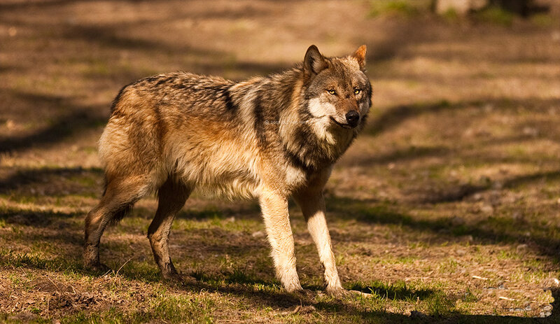 Wolf in Forest — Brown, Alert, Afternoon, Photograph, Grass