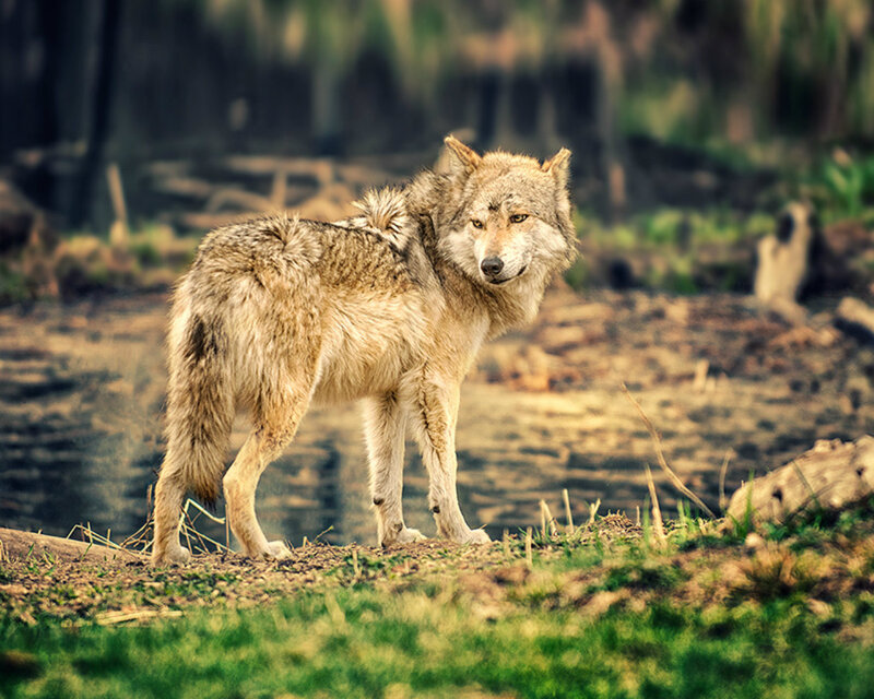 Wolf in Forest — Brown, Alert, Afternoon, Photograph, Grass, Trees