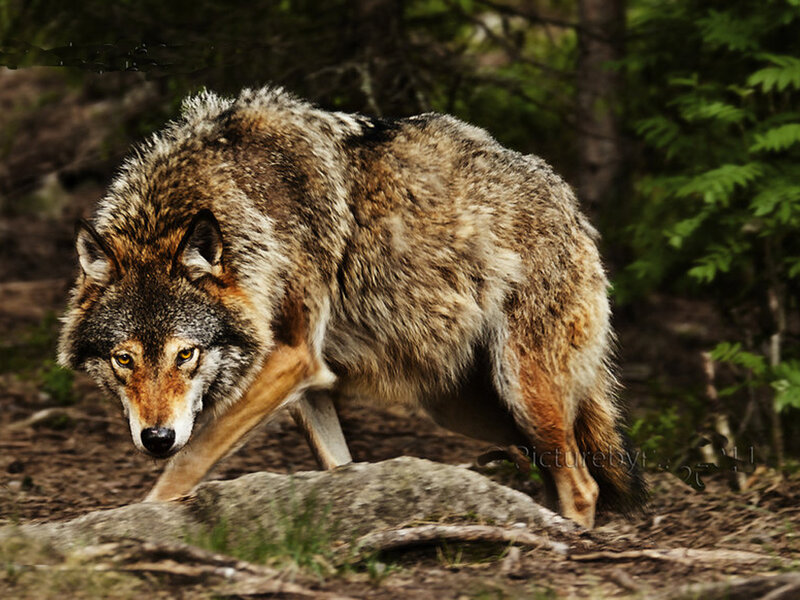 Wolf in Forest — Brown, Alert, Afternoon, Photograph, Rock
