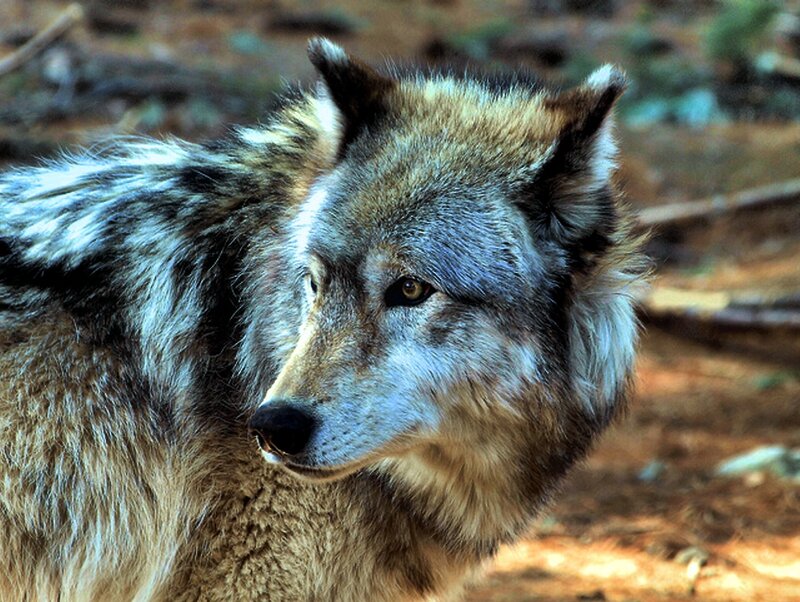 Wolf in Forest — Brown, Alert, Afternoon, Photograph