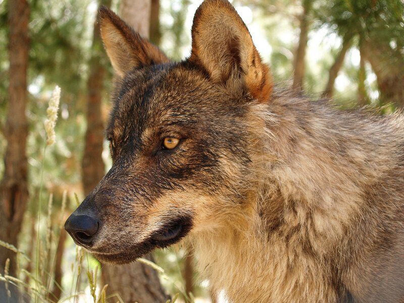 Wolf in Forest — Brown, Alert, Afternoon, Photograph, Trees