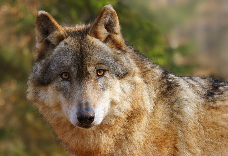 Wolf in Forest — Brown, Alert, Afternoon
