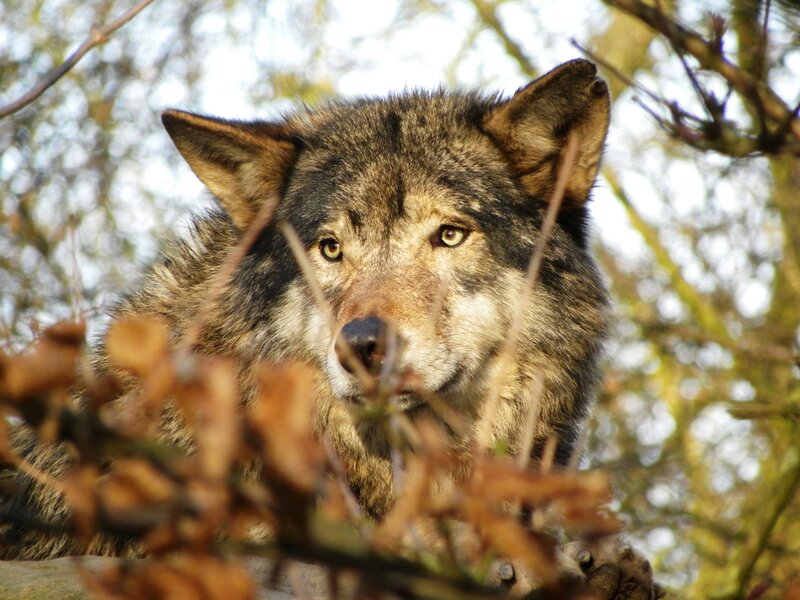 Wolf in Forest — Brown, Alert, Autumn, Photograph