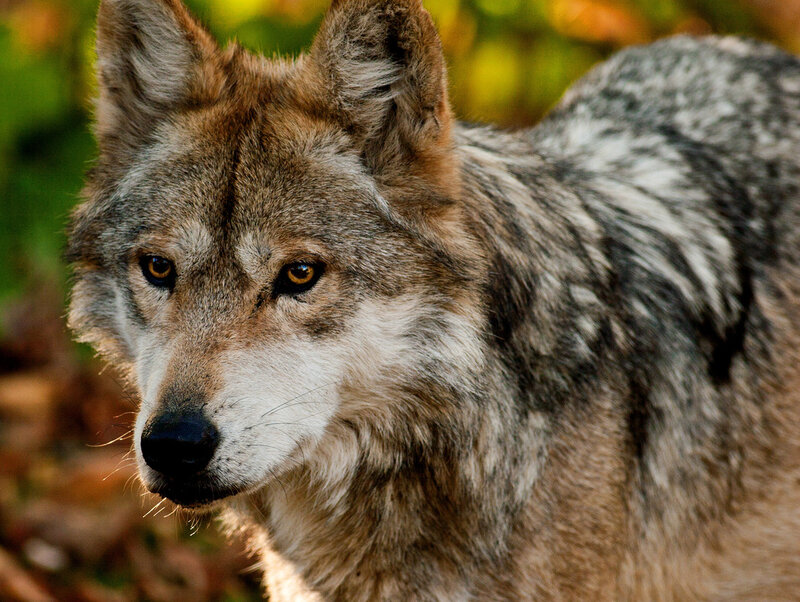 Wolf in Forest — Brown, Alert, Autumn