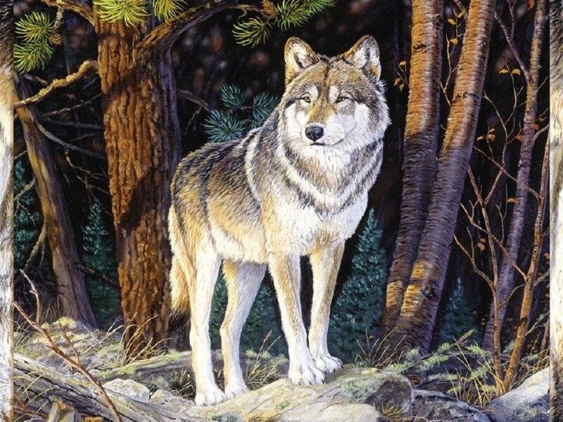 Wolf in Forest — Brown, Alert, Night, Illustration