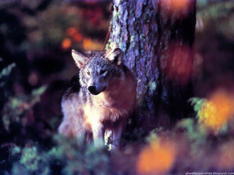 Wolf in Forest — Brown, Alert, Night
