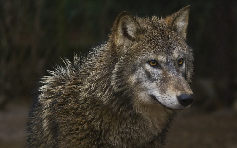 Wolf in Forest — Brown, Alert, Photograph, Eyes, Gray, Black