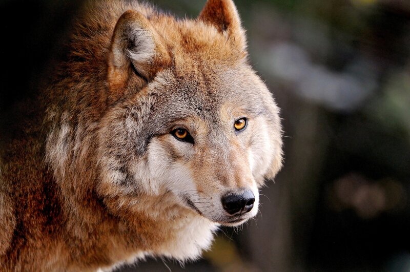 Wolf in Forest — Brown, Alert, Photograph, Eyes, Gray