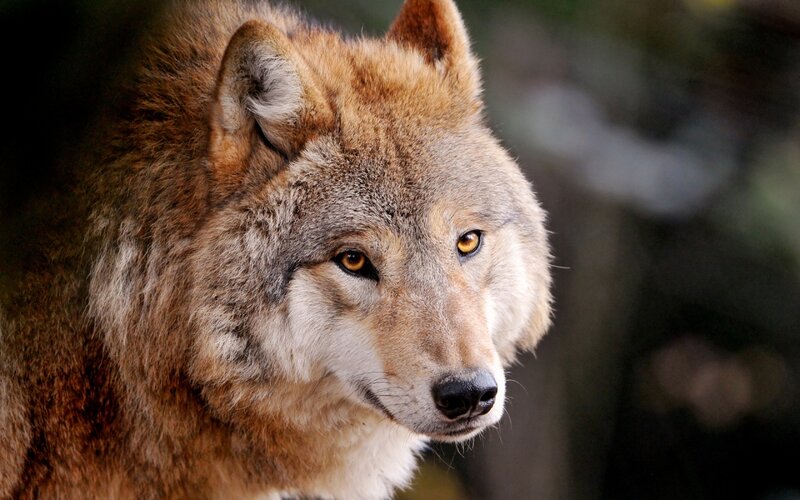 Wolf in Forest — Brown, Alert, Photograph, Eyes