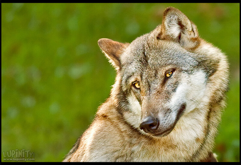 Wolf in Forest — Brown, Alert, Photograph, Green Foliage