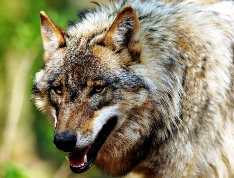 Wolf in Forest — Brown, Alert, Photograph, Greenery