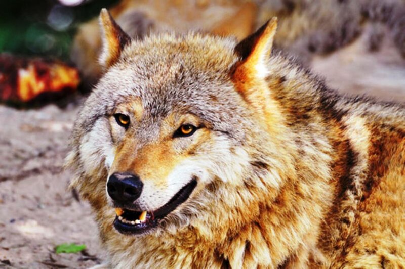 Wolf in Forest — Brown, Alert, Photograph, Ground
