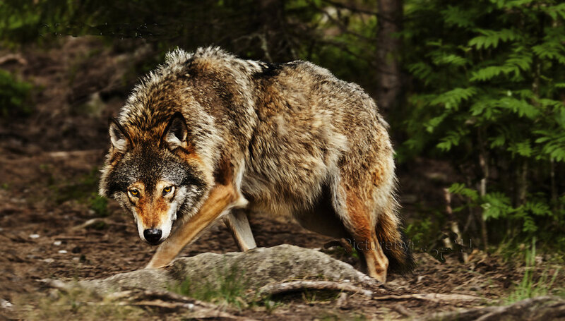 Wolf in Forest — Brown, Alert, Photograph, Rock