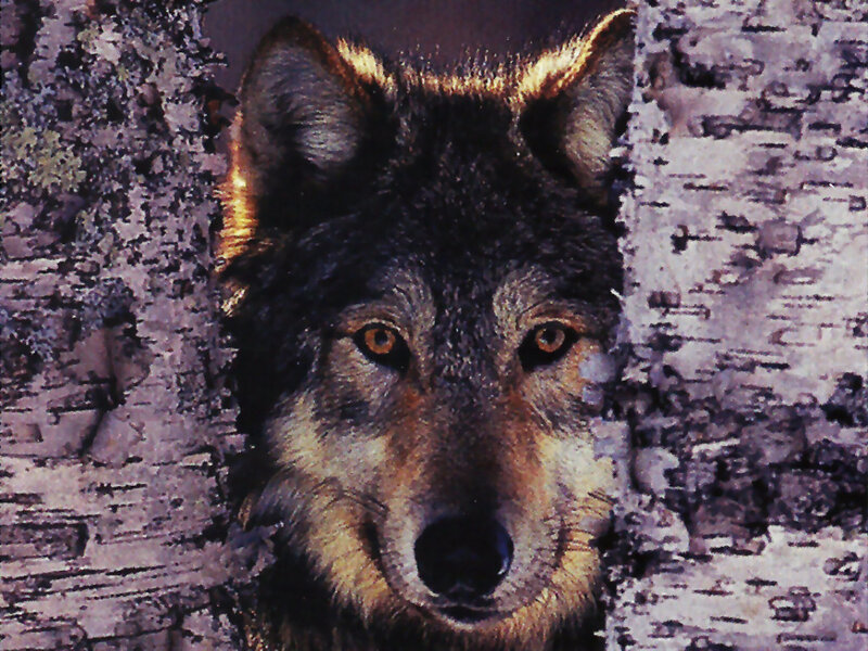 Wolf in Forest — Brown, Alert, Photograph